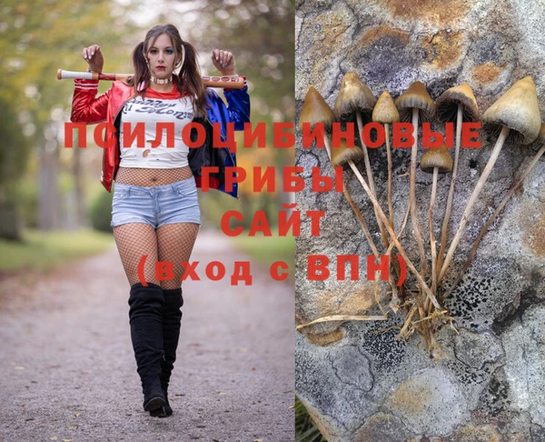 прущие грибы Белокуриха